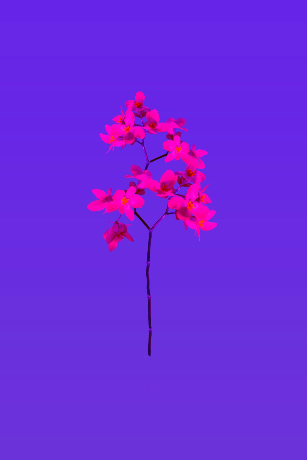 a pink flower on a purple background