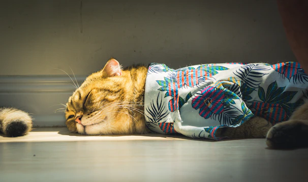 A content cat with a floral collar resting peacefully on a wooden floor.