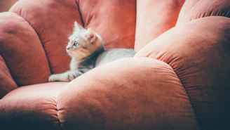 A cat wearing a stylish handmade dress lounging comfortably on a cozy chair.