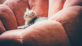 A cat lounging on a throne made of digital coins, looking confident and relaxed.