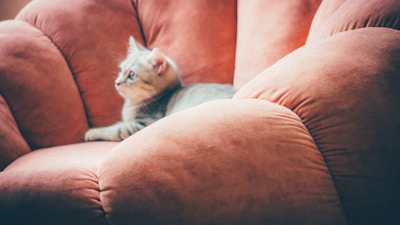 Gismo lounging elegantly on a light brown armchair with rounded edges.