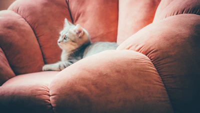 A stylish cat lounging comfortably on a cozy chair, dressed in a vibrant custom shirt
