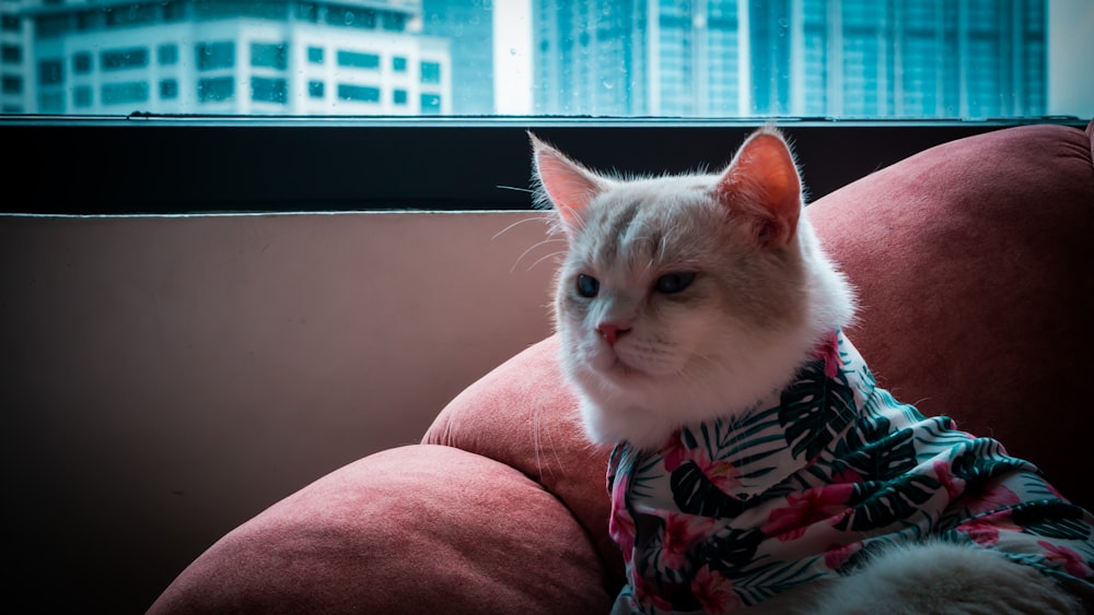 a cat wearing a shirt sitting on a couch