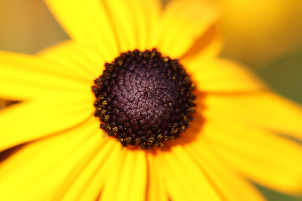 a close up of a yellow flower with a black center