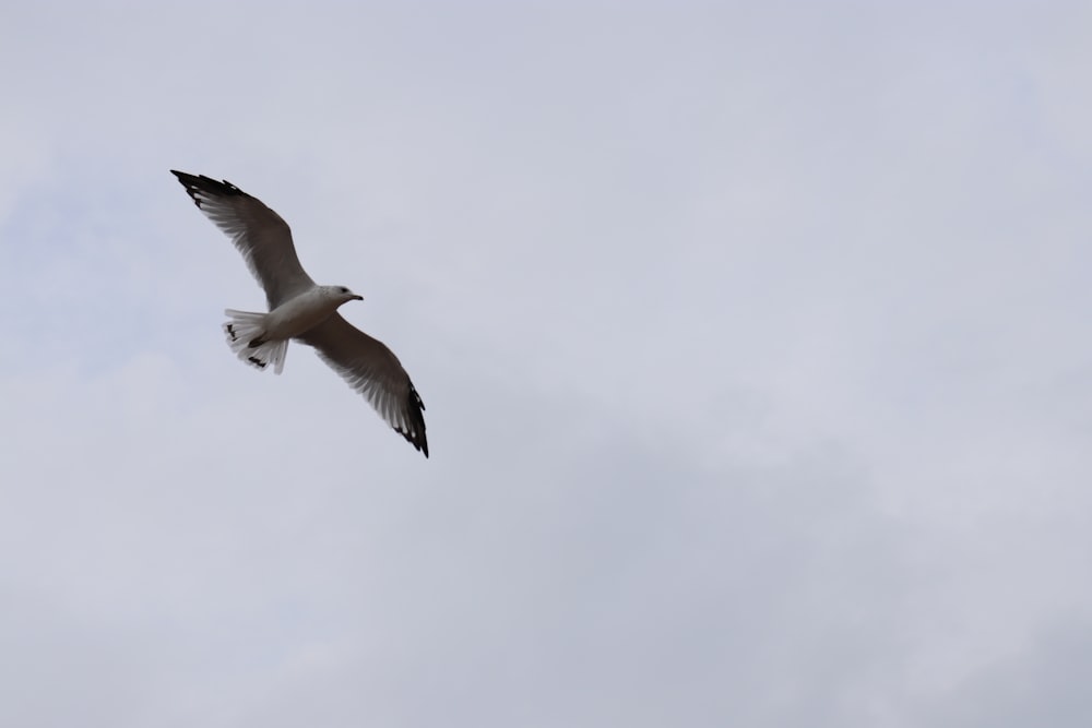 uma gaivota voando no céu em um dia nublado