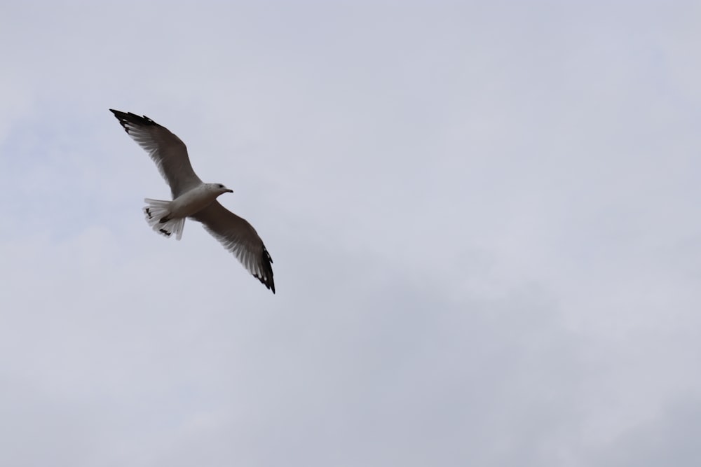 a seagull flying in the sky on a cloudy day