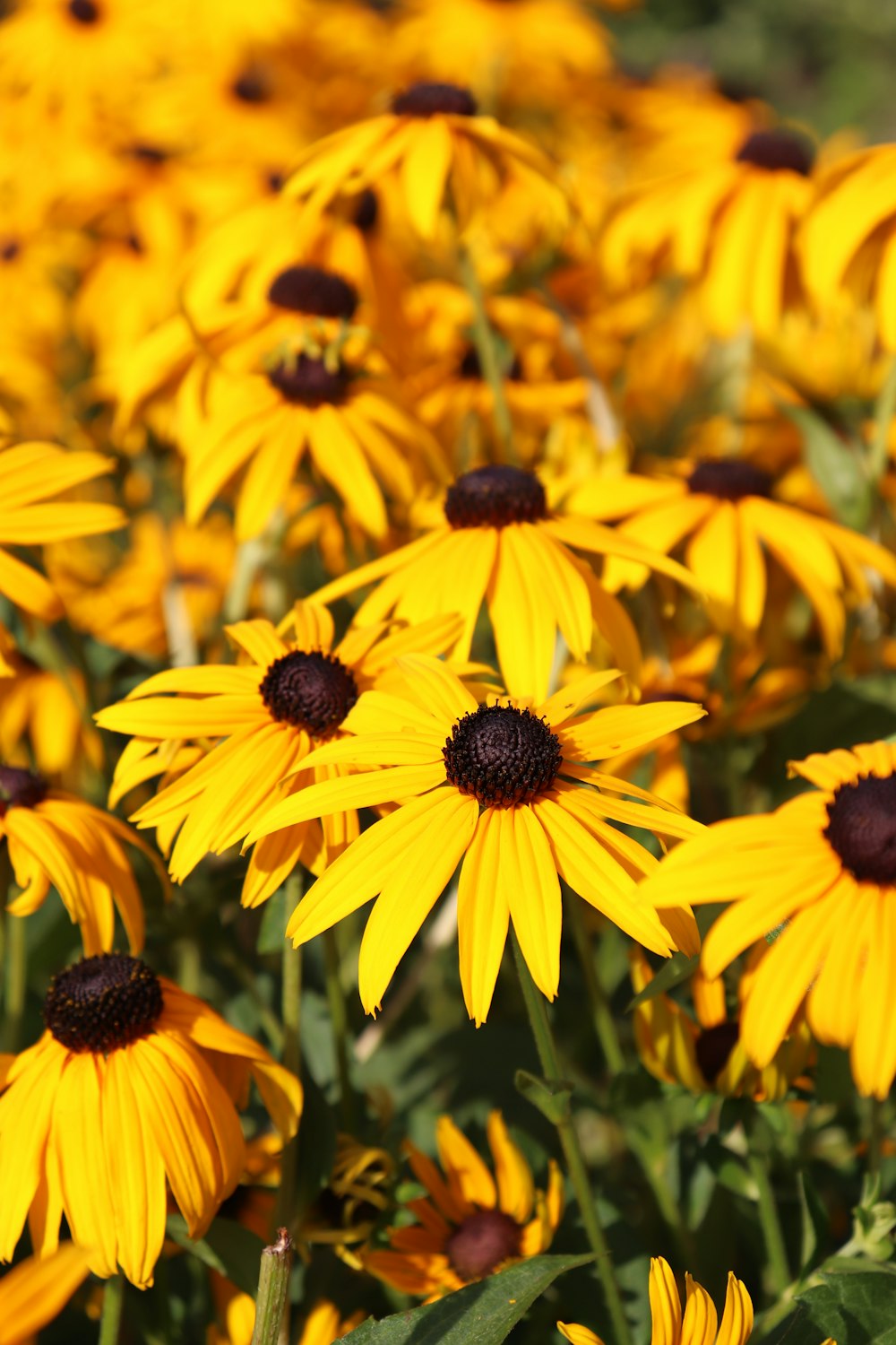 a bunch of yellow flowers that are in a field