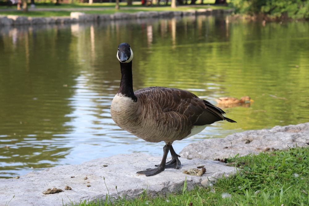 a goose is standing on a rock near the water