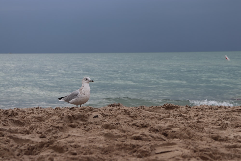 uma gaivota em pé em uma praia de areia ao lado do oceano