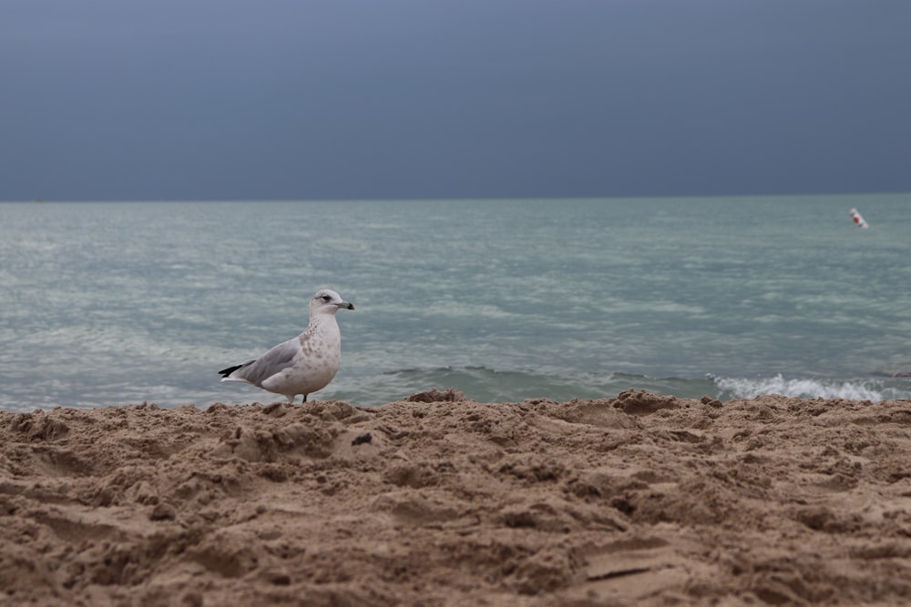 a seagull standing on a sandy beach next to the ocean