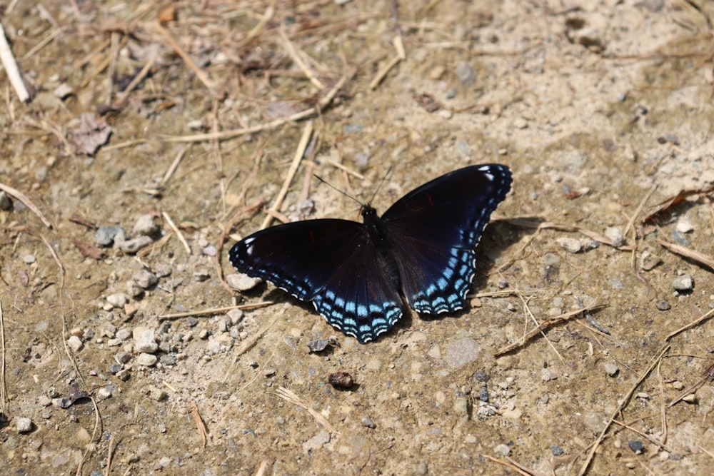 a blue and black butterfly sitting on the ground