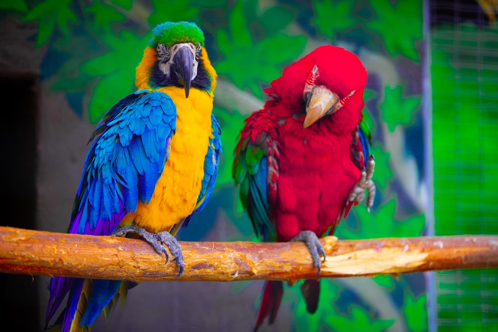 a couple of colorful birds sitting on top of a tree branch