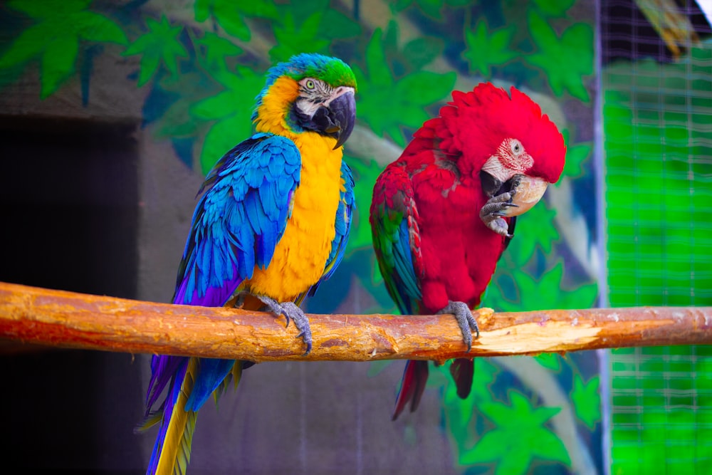 two colorful parrots sitting on a tree branch