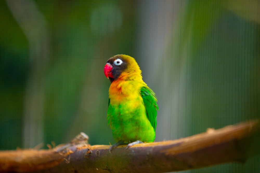 a green and yellow bird sitting on top of a tree branch