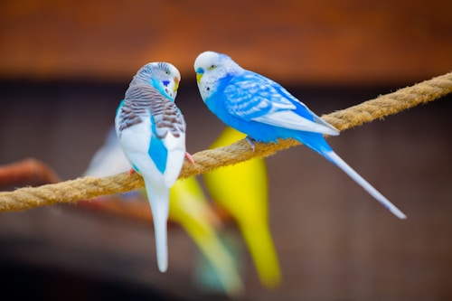 Two vibrantly colored budgerigars perched on a rope, one with a mix of blue, white, and black markings, and the other predominantly blue. A yellow bird is blurred in the background against a neutral tone.