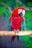 a red and green parrot sitting on a branch