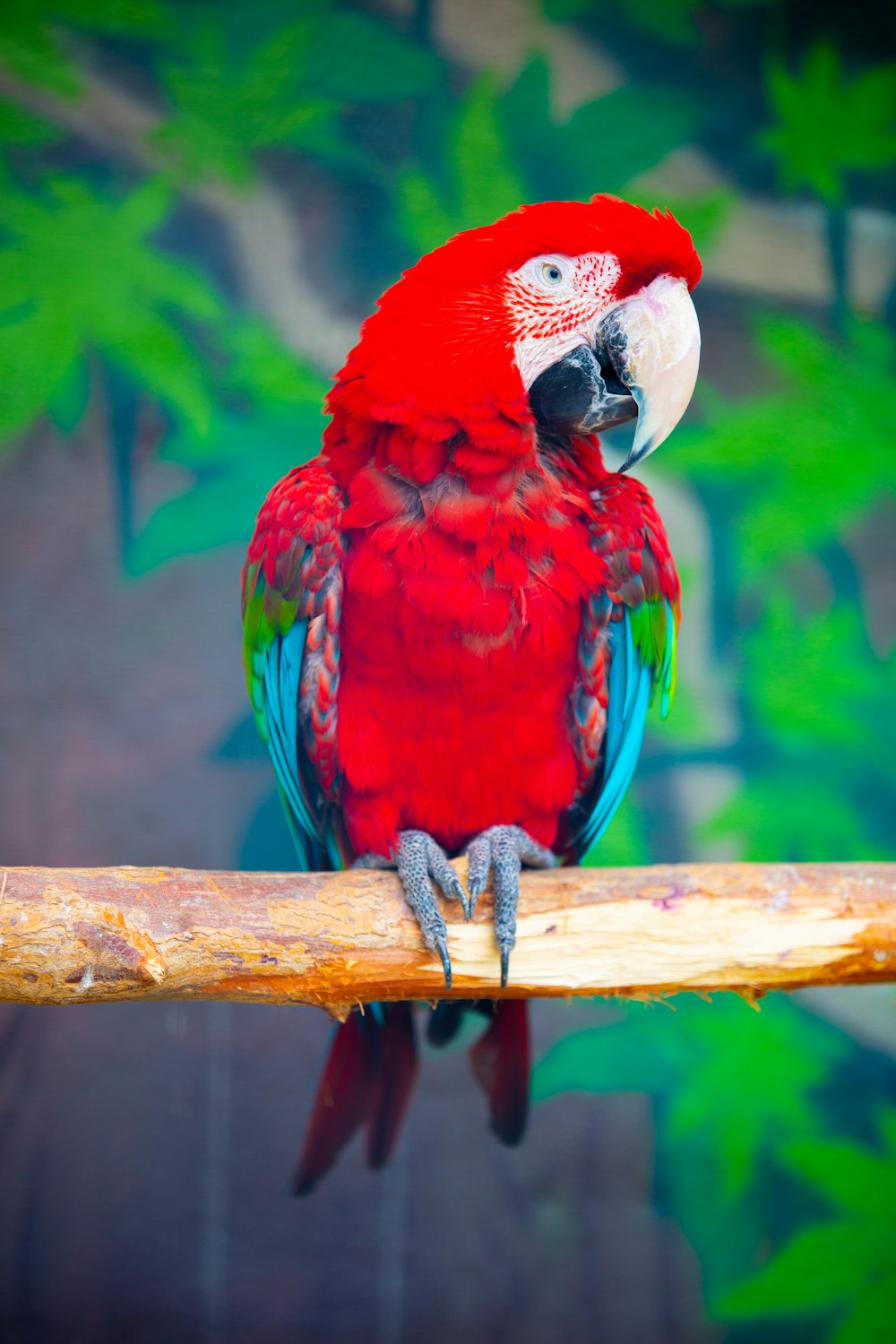 a red and green parrot sitting on a branch