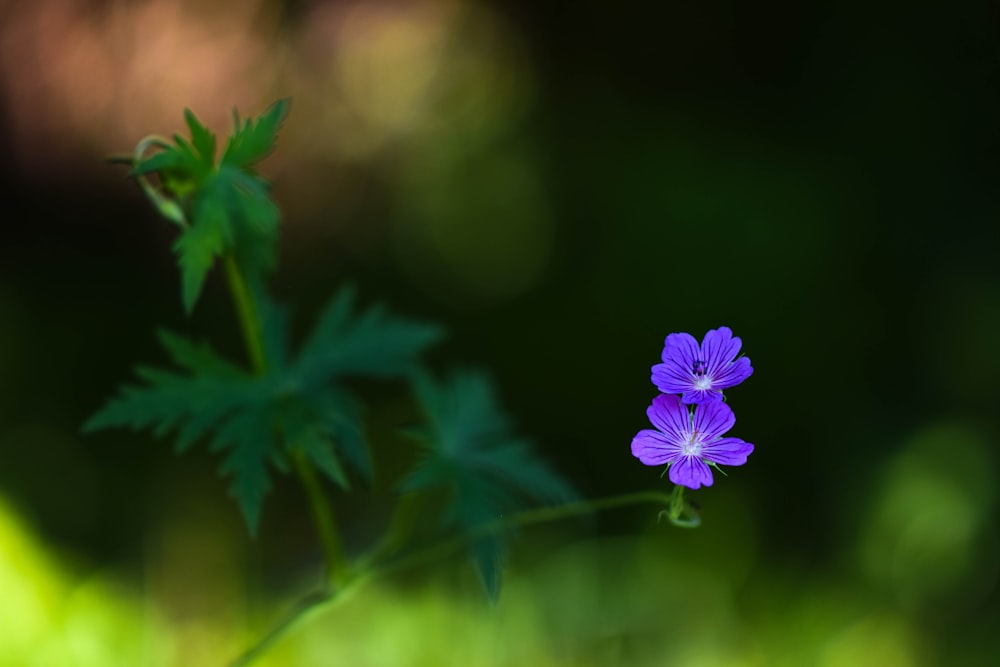 a small purple flower sitting on top of a lush green field