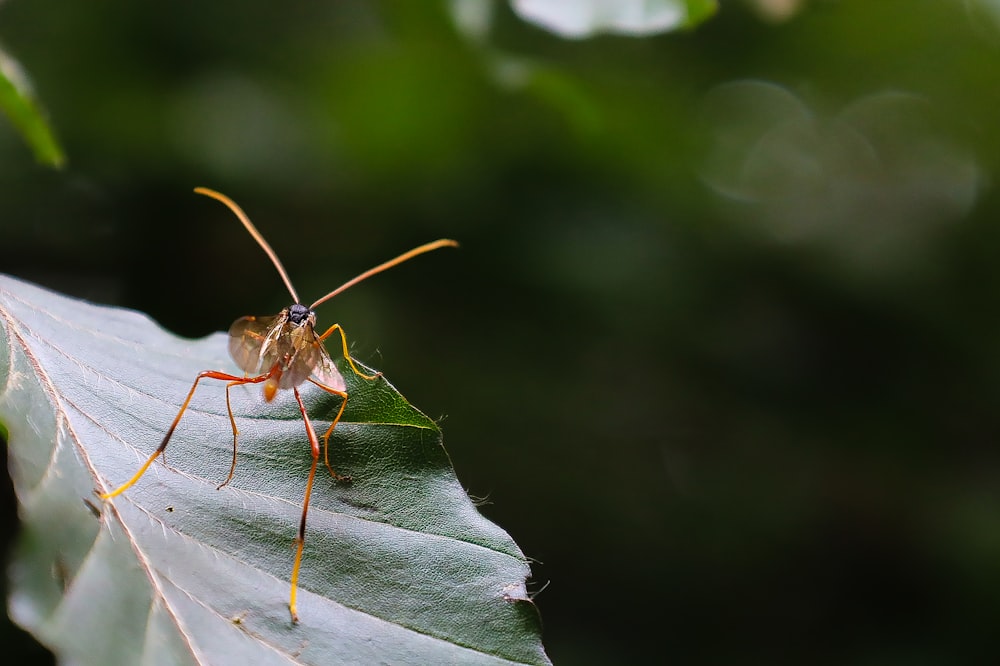 a close up of a bug on a leaf