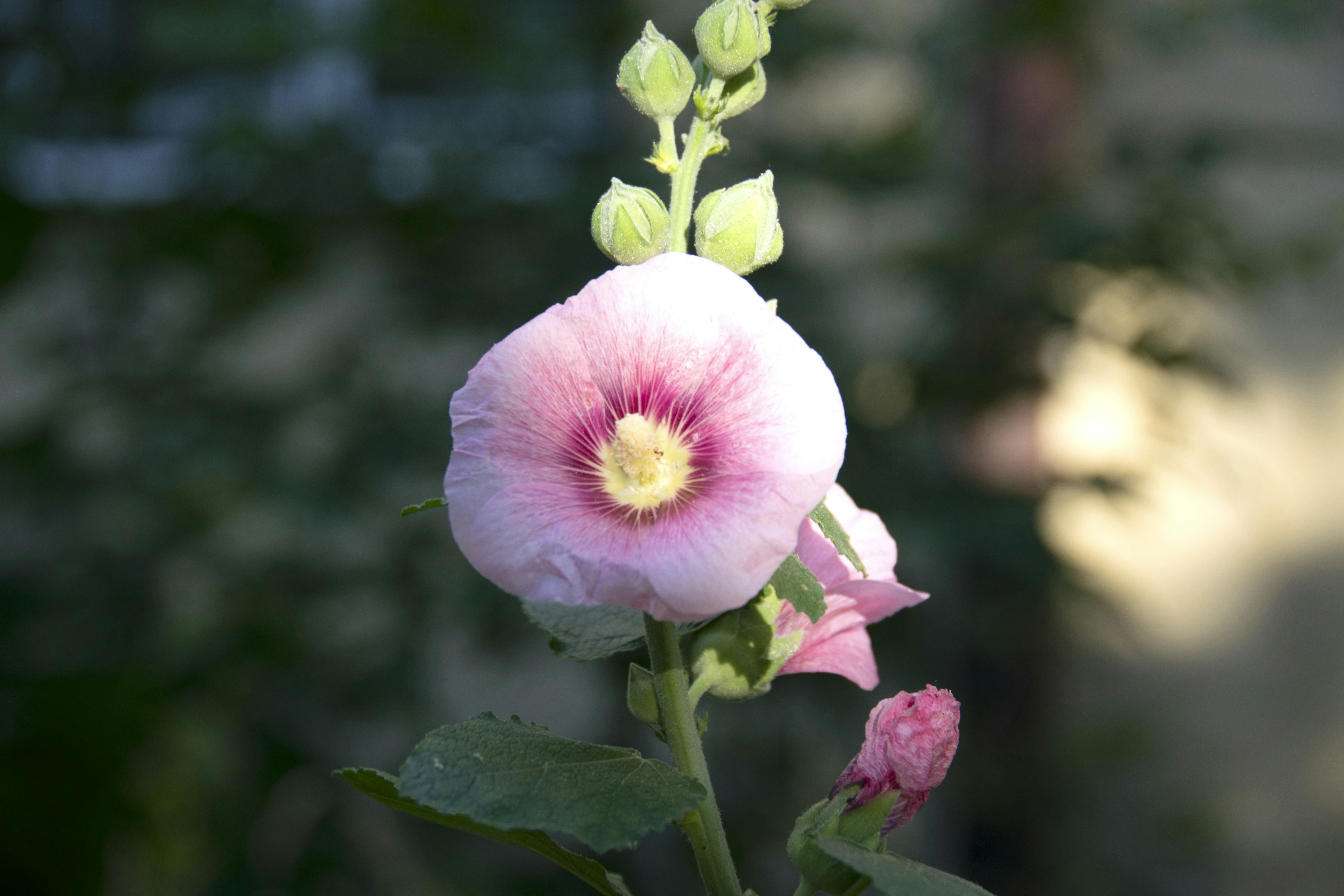 a pink flower with green leaves and a blurry background