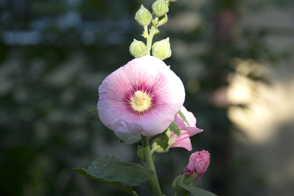 a pink flower with green leaves and a blurry background