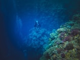 A scuba diver is underwater near a vibrant coral reef. The scene is dominated by various coral formations in an array of colors such as purples, greens, and yellows. The surrounding water is deep blue, with sunlight filtering through and casting a gentle glow over the scene.