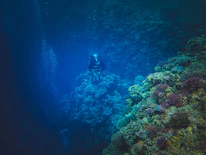 Close-up of colorful coral reefs underwater with a diver exploring.