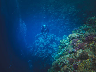 A diver exploring colorful coral reefs beneath the turquoise Red Sea waters near Hurghada.