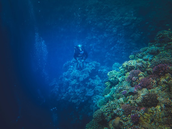 A scuba diver is underwater near a vibrant coral reef. The scene is dominated by various coral formations in an array of colors such as purples, greens, and yellows. The surrounding water is deep blue, with sunlight filtering through and casting a gentle glow over the scene.