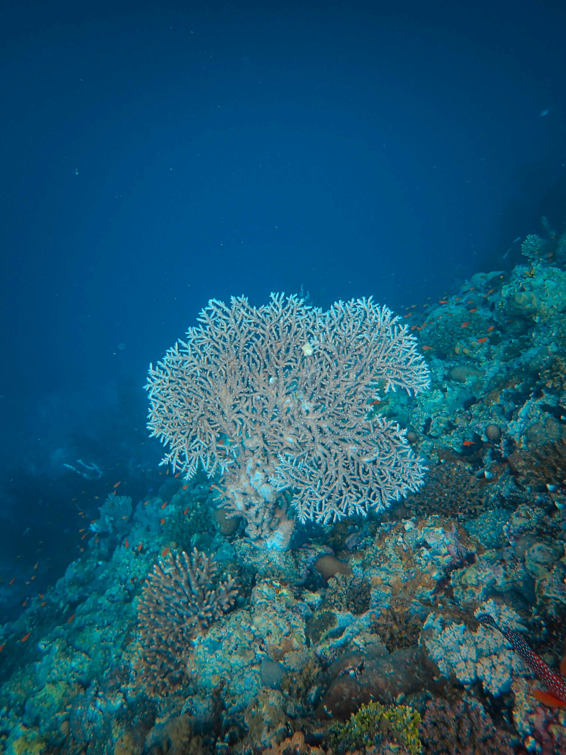 a large white coral on a coral reef
