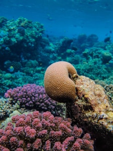 Radiant WYSIWYG Coral