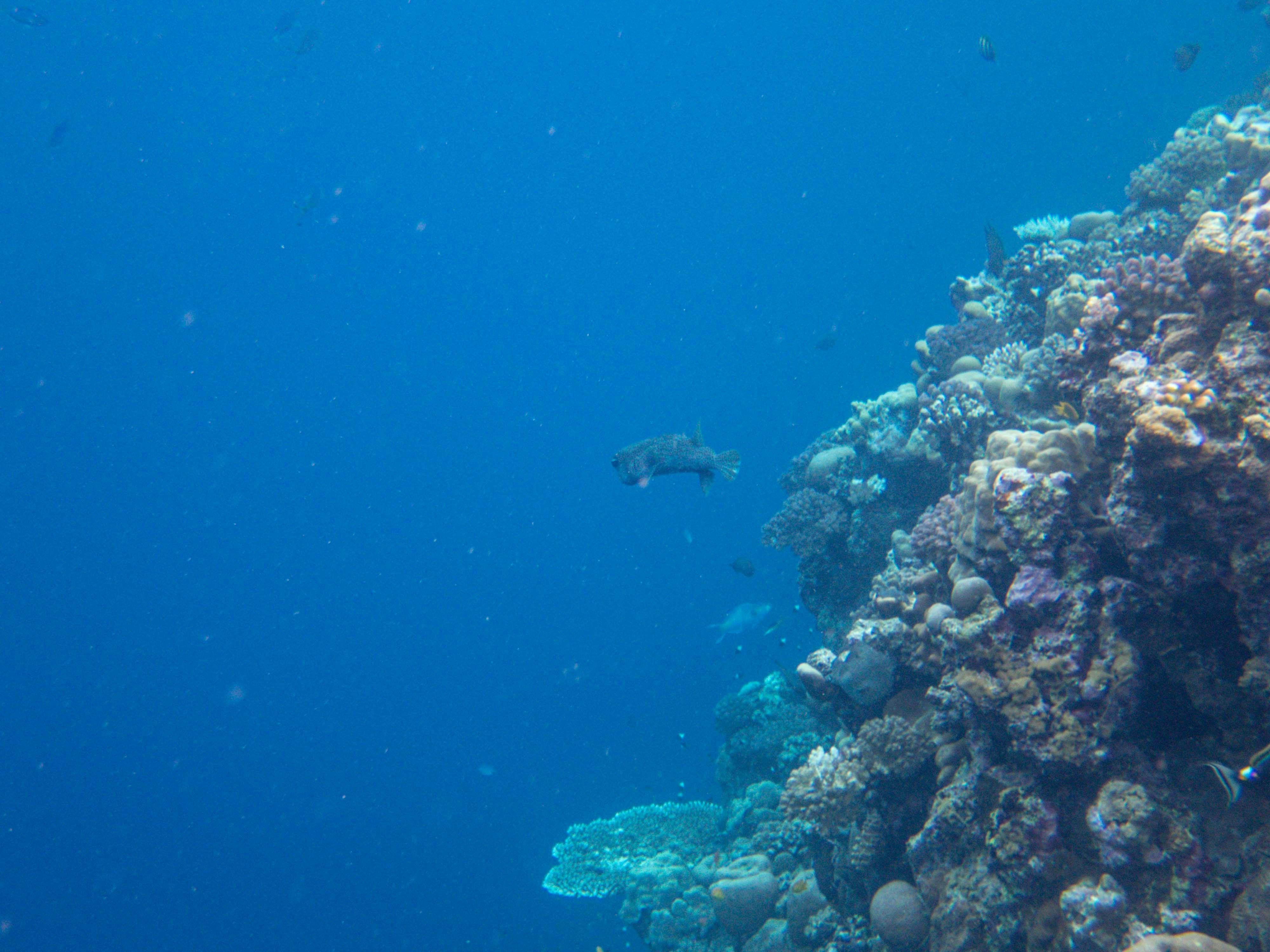 a large group of fish swimming over a coral reef