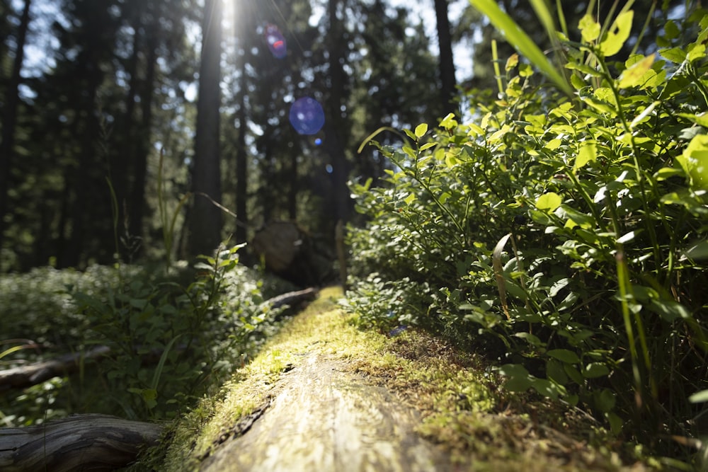 the sun shines through the trees in the forest