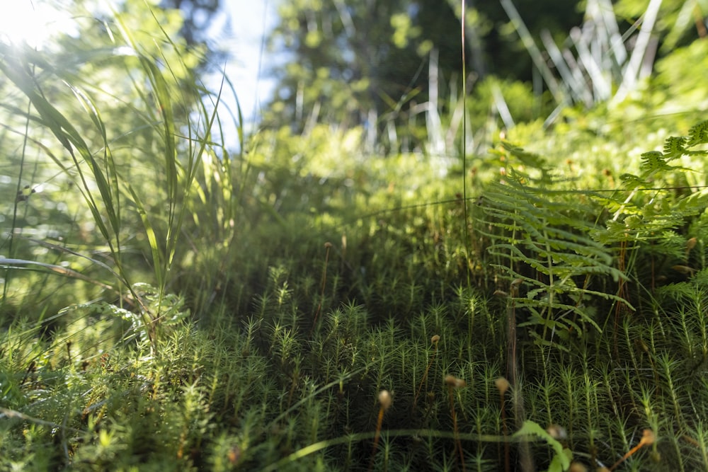 a lush green forest filled with lots of tall grass