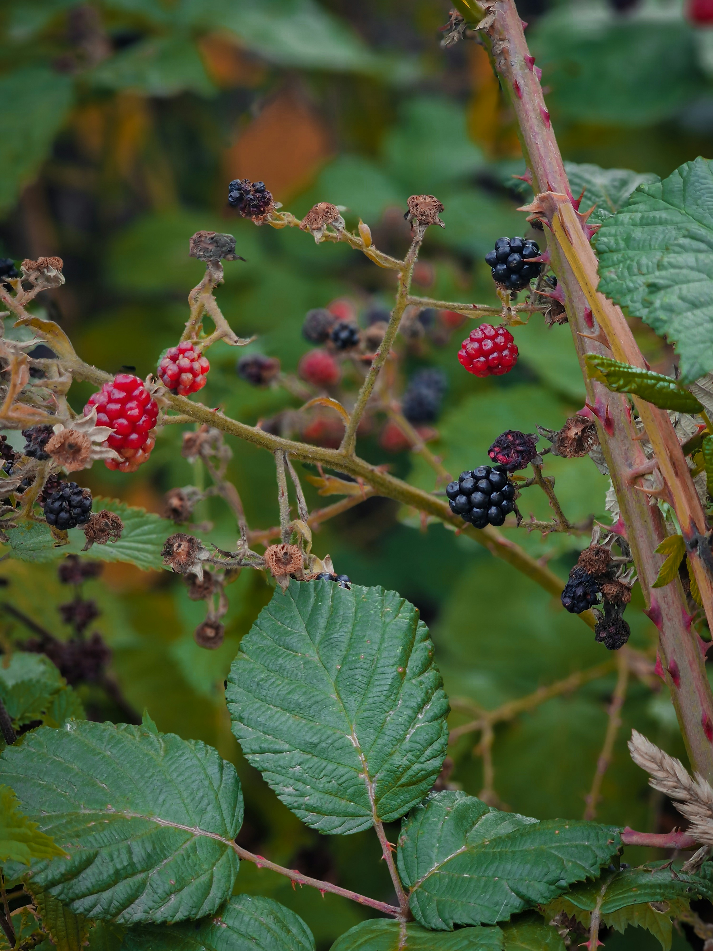 Photo by meshaal_hajali