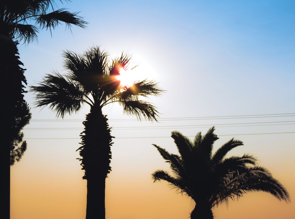 the sun is setting behind a palm tree