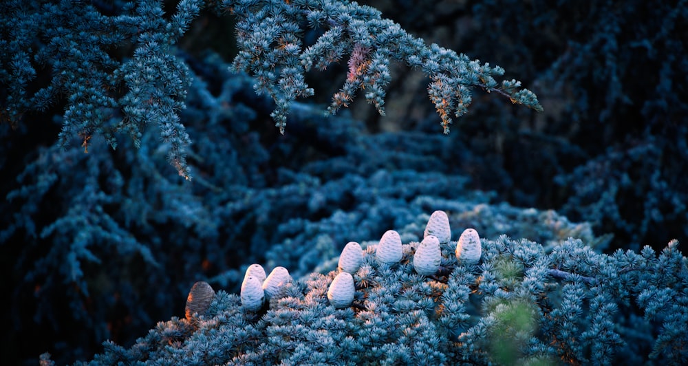 a group of white lights on a tree branch