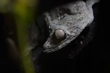 A nocturnal gecko with large, protruding eyes and textured, camouflaged skin blending into a dark background. The lighting is dim, emphasizing the gecko's unique eye structure and skin texture.