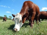 A close-up of dairy cows grazing in a green pasture.