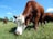 A close-up of a farmer inspecting healthy cattle in a lush green pasture.