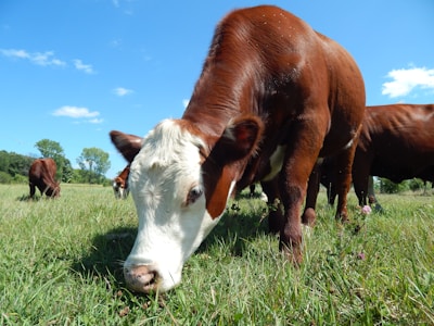 A close-up view of a brown and white cow grazing on lush green grass in a sunny meadow. In the background, other cows are scattered across the field, with trees and a clear blue sky visible.