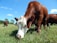 A close-up of a farmer inspecting healthy cattle in a lush green pasture.