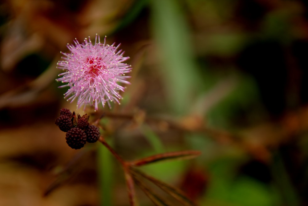 a close up of a pink flower on a plant