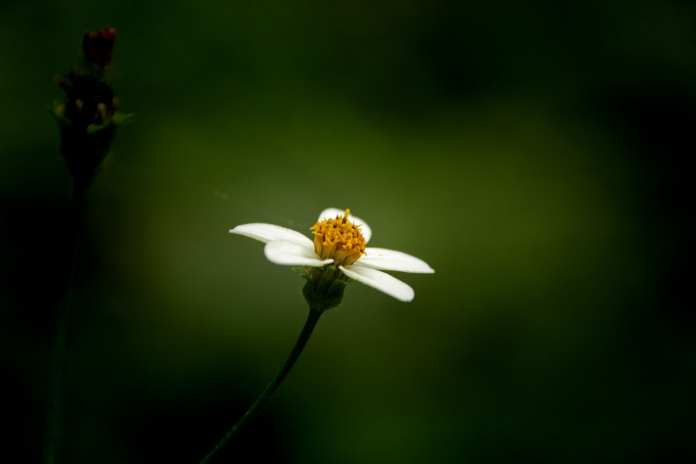 a single white flower with a yellow center