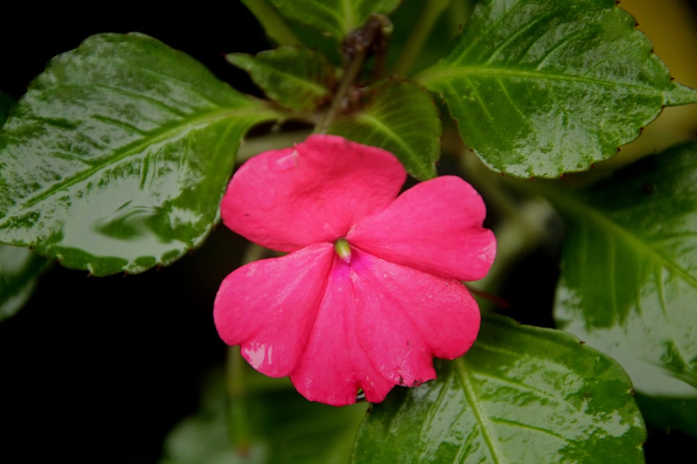 a pink flower with green leaves around it