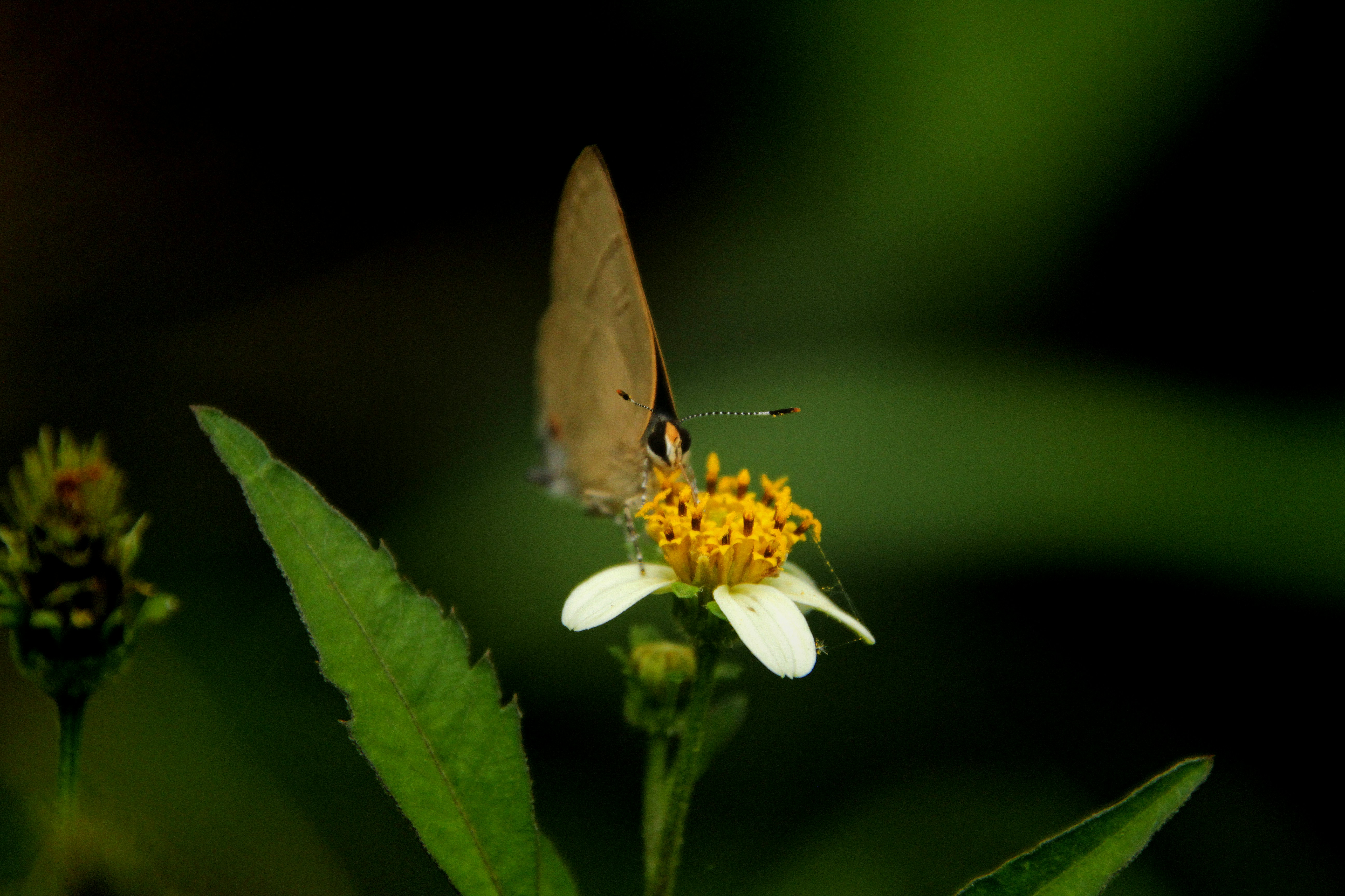 버터플라이 노래 가수 관련 이미지1