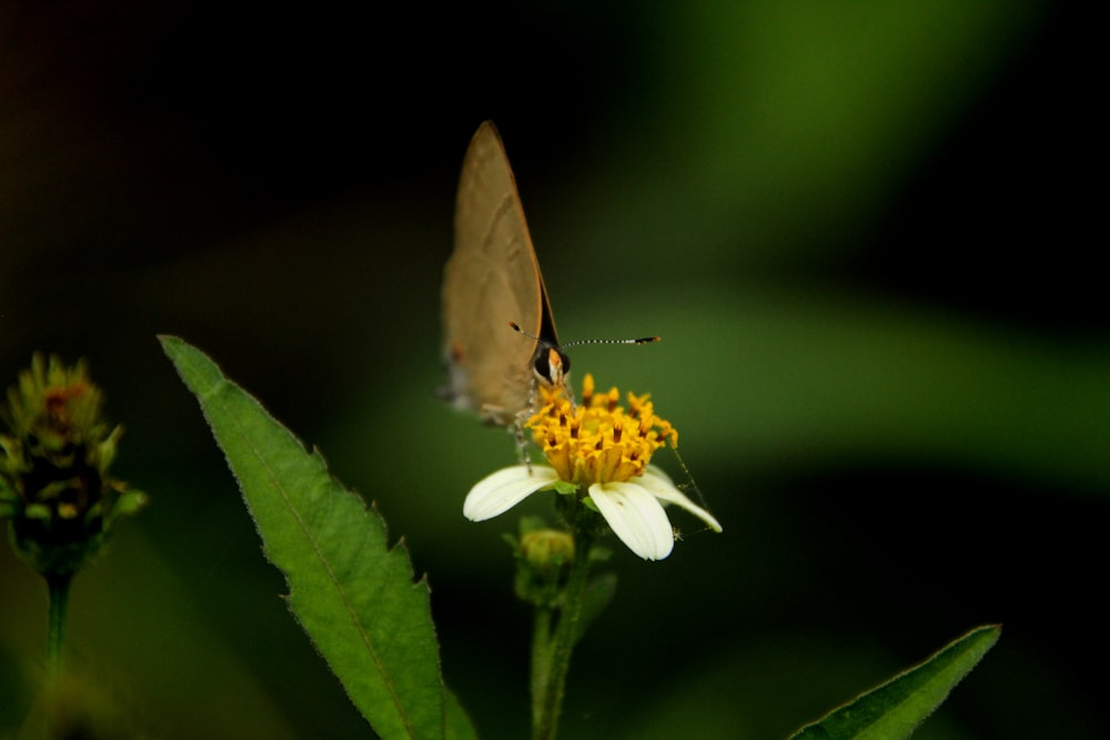 a small brown butterfly sitting on top of a yellow flower