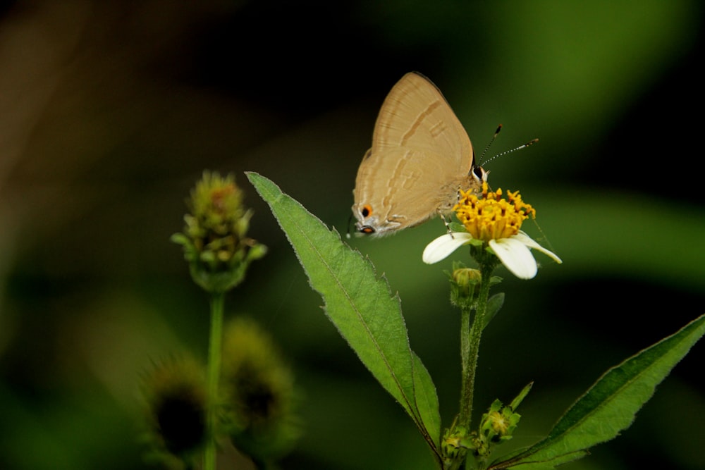 a butterfly sitting on top of a white flower