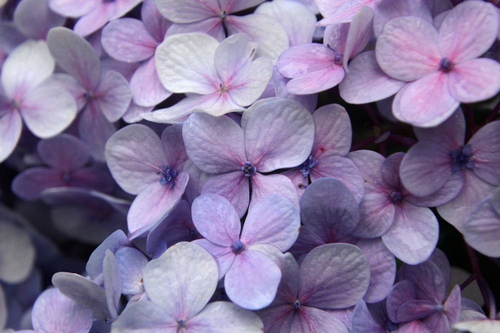 a close up of a bunch of purple flowers