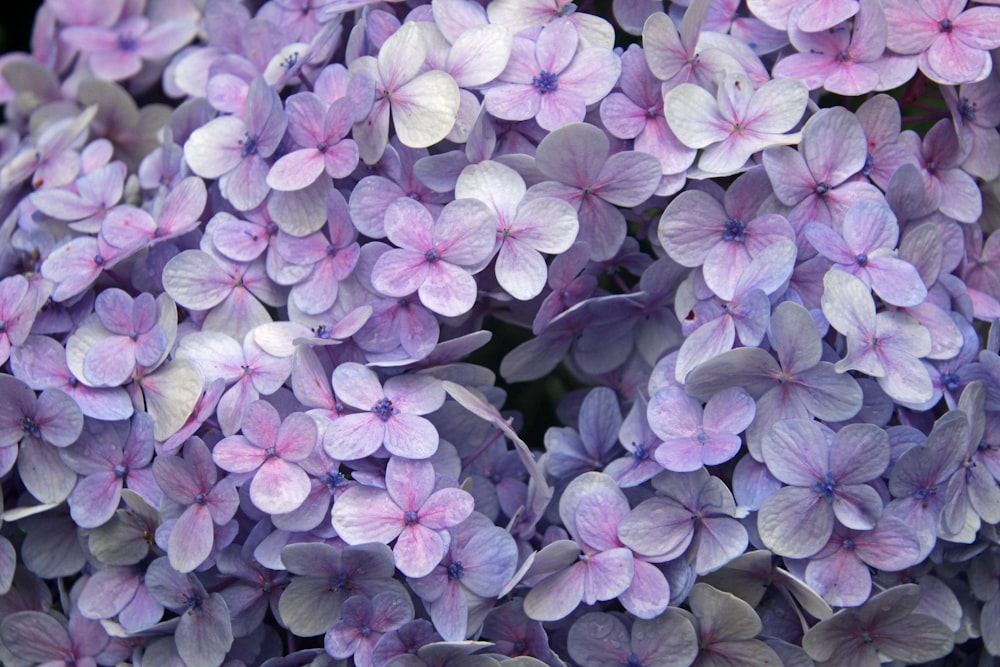 a close up of a bunch of purple flowers